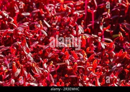 Amaranth micro erbe. Germogliare Micro verdi. Germinazione di seme nel paese. Concetto vegano e di alimentazione sana. Germogliato seme di amaranto Foto Stock