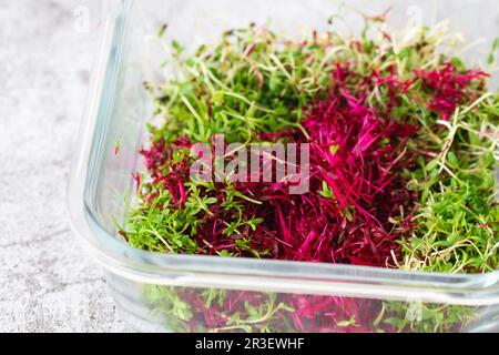 Amaranth micro erbe. Germogliare Micro verdi. Germinazione di seme nel paese. Concetto vegano e di alimentazione sana. Germogliato seme di amaranto Foto Stock