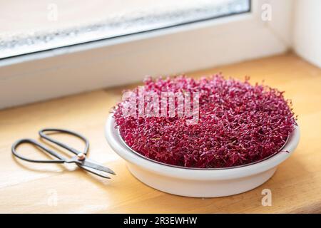 Amaranth micro erbe. Germogliare Micro verdi. Germinazione di seme nel paese. Concetto vegano e di alimentazione sana. Germogliato seme di amaranto Foto Stock