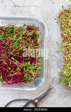 Amaranth micro erbe. Germogliare Micro verdi. Germinazione di seme nel paese. Concetto vegano e di alimentazione sana. Germogliato seme di amaranto Foto Stock