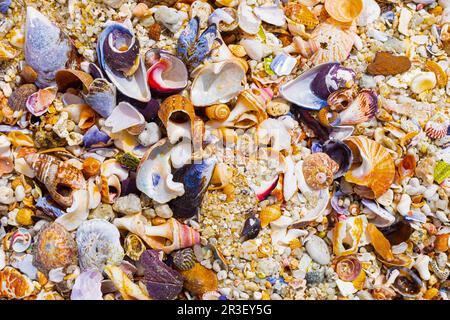 Vista dall'alto di conchiglie di mare lavate e rotte sulla spiaggia di sabbia Foto Stock