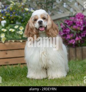 cocker spaniel (americano) Foto Stock