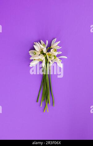 Bouquet di fiori di goccia di neve. Inizio primavera fiori. Sfondo delle vacanze. Biglietto di auguri. Foto Stock