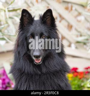 Pastore belga Groenendael cane Foto Stock