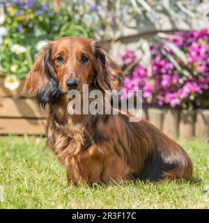 Longhaired bassotto Foto Stock
