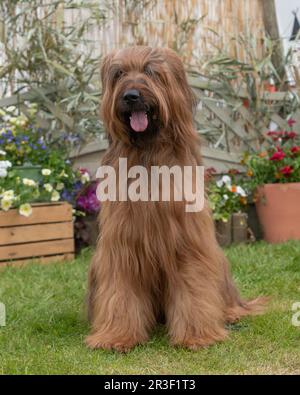 Cane di Briard Foto Stock