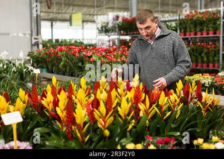 Uomo che sceglie i fiori in vaso in negozio giardino Foto Stock