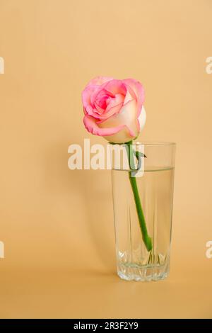 Rosa tenera su vaso su sfondo beige. Ombre profonde composizione minima. Idea astratta dell'arte. Romantico rosa pastello flo Foto Stock