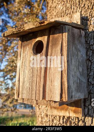 Vecchia scatola di nido di legno attaccata al tronco di quercia di leccio. Luce dell'alba Foto Stock