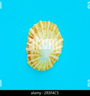 Piatto giaceva l'immagine isolata di una conchiglia costiera su uno sfondo blu Foto Stock