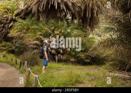Un uomo dai capelli grigi con uno zaino si trova in una foresta di palme e guarda agli alberi esotici, Grecia, Creta, Preveli Foto Stock