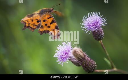 Un closeup falter su un cardo in estate in saarland Foto Stock