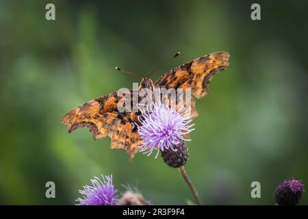 Un closeup falter su un cardo in estate in saarland Foto Stock