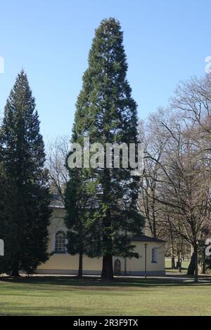 Sequoiadendron giganteum, sequoia gigante albero Foto Stock