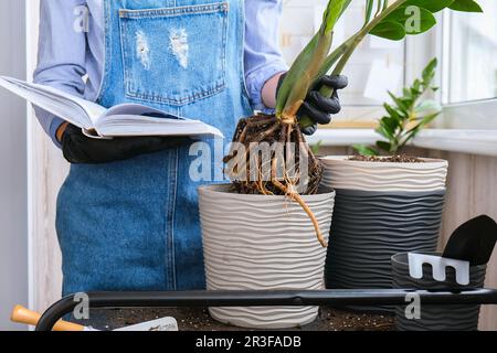 Donna giardiniere leggere libro e trapianti piante da interno e utilizzare una pala sul tavolo. Zamioculcas concetto di cura delle piante e casa Foto Stock