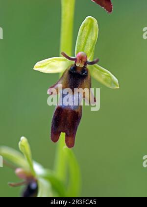 Piccolo fiore di Fly Orchid (Orchis insettifera) su flowerspike in Cumbria, Inghilterra, UK Foto Stock