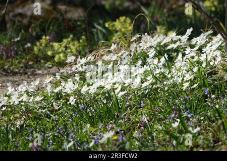 Anemone nemorosa, fiore a vento Foto Stock