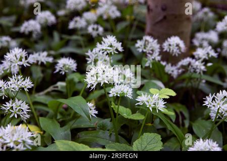 Allium ursinum conosciuto un aglio selvatico, ramsons, clegheekes, buckrams, aglio a foglia larga, aglio di legno, piante di porro orso crescono nel legno. Erbe selvatiche wi Foto Stock