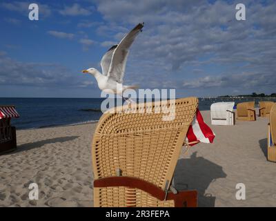 Impressioni sul Mar Baltico, decollo del gabbiano Foto Stock