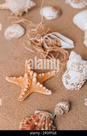 Composizione conchiglie, ciottoli, beffe su fondo di sabbia. Fauna marina, giacitura piatta. Mare estate vacanza viaggio concetto touri Foto Stock