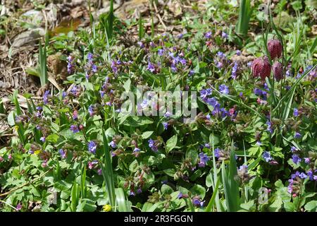 Pulmonaria officinalis, Lungwort Foto Stock