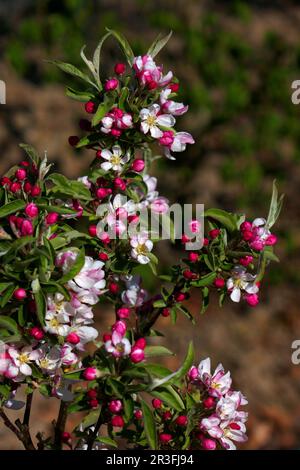 Fiori di melo Foto Stock