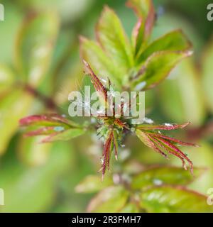 Afidi verdi sulle rose. Pesti danneggiano la pianta e malattia di diffusione Foto Stock