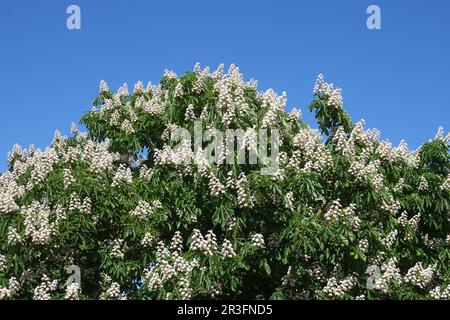 Aesculus ippocastanum, castagno di cavallo Foto Stock