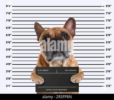 Arrestato Bulldog francese con bordo di mugshot contro la tabella di altezza. Divertente foto di criminale Foto Stock