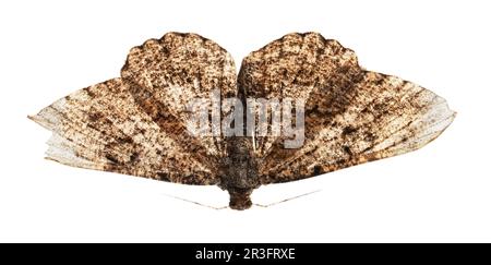 Singola Alcis repandata moth isolato su bianco, vista dall'alto Foto Stock