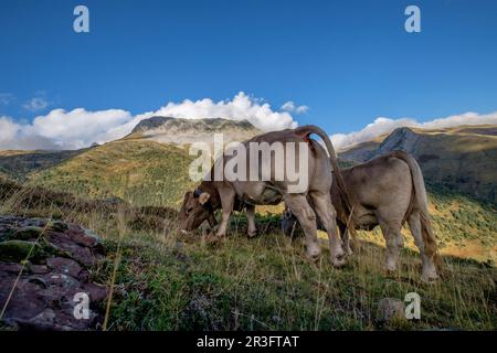 Pico de la ralla, 2146 mts, -Mallo de las Foyas-, Valle di Heche, valli occidentali, catena pirenaica, provincia di Huesca, Aragona, Spagna, Europa. Foto Stock