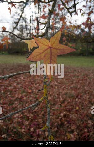 American Sweet Gum Foto Stock