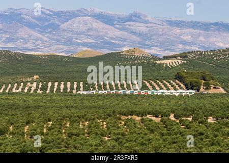 Olivares de la loma de Ubeda, Jaen, Andalusia, Spagna, Europa. Foto Stock