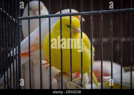 Gabbia con canari in vendita, mercato settimanale, Sineu, Maiorca, Isole Baleari, Spagna. Foto Stock