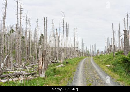 Gli spruces morti in un sentiero escursionistico da Ilsenburg alla cima del Brocken nel Parco Nazionale di Harz Foto Stock