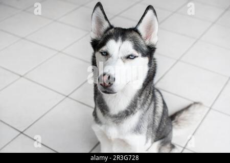 Espressione di faccia divertente di un cane. Ritratto di Husky siberiano Foto Stock
