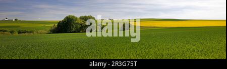 Paesaggio culturale nel distretto Rhein-Lahn, Renania-Palatinato, Germania, Europa Foto Stock