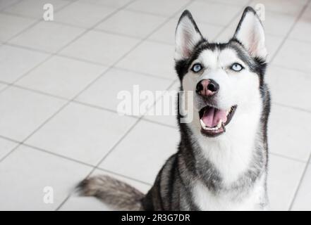 Ritratto di un bellissimo Husky siberiano con gli occhi blu su sfondo bianco Foto Stock