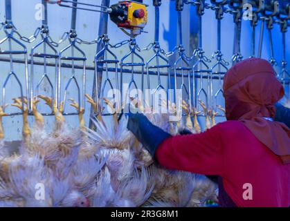 Woker appendere pollo per il taglio di una parte in pollame fabbrica. Foto Stock