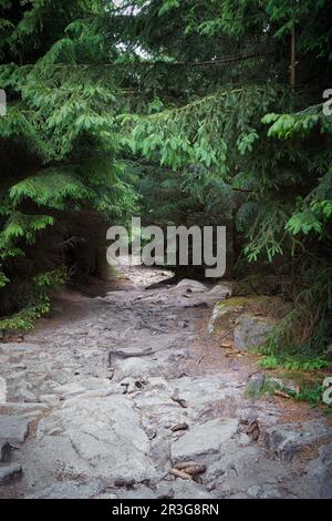 Scuro sentiero escursionistico dalla cima di Brocken verso Ilsenburg nel Parco Nazionale di Harz in Germania Foto Stock