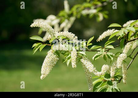 Infiorescenza di un ciliegio d'uccello, Prunus padus in un Parco in primavera Foto Stock