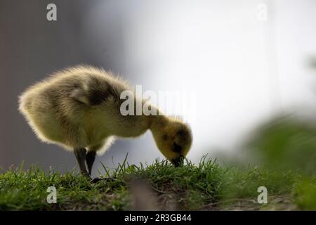 Ottawa, Canada. 23 maggio 2023. Canad Goose godies sul fiume Rideau. Copyright 2023 Sean Burges / Mundo Sport immagini Foto Stock