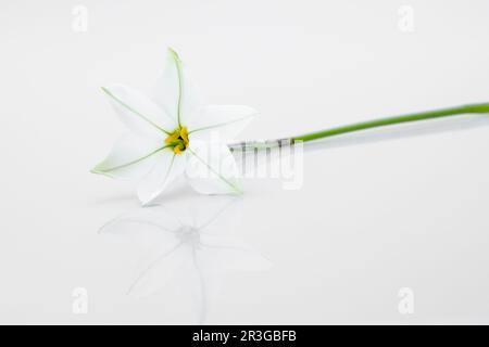 Singolo fiore di Ipheion isolato su sfondo bianco Foto Stock