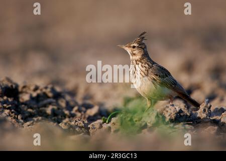 Larice crestato dall'Ungheria sul terreno Foto Stock