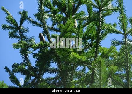 Aby sibirica, abete siberiano Foto Stock