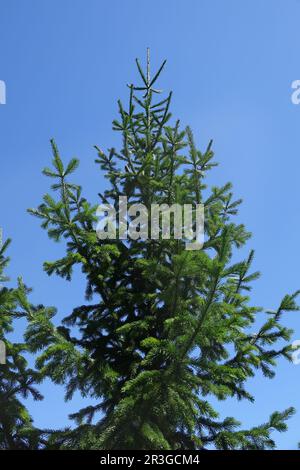 Aby sibirica, abete siberiano Foto Stock