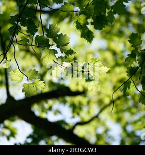 Giovani foglie verdi di un raro Elsbeere, albero di servizio selvatico, Sorbus torminalis al sole in primavera Foto Stock