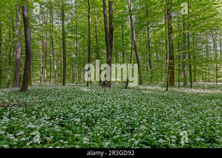 Foresta con aglio selvatico Foto Stock