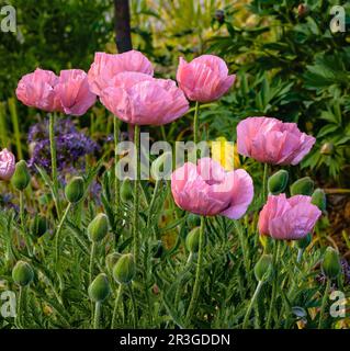 Papaveri rosa fiorire in un giardino cottage con numerose gemme fresche imminenti. Foto Stock