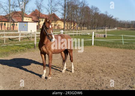 Cavallo in un allevamento di cavalli vicino a Magdeburg in Germania Foto Stock